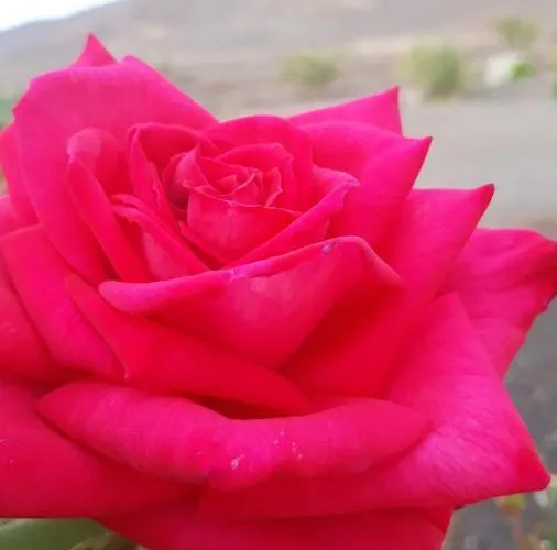 Rosales *